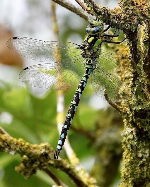 southern hawker